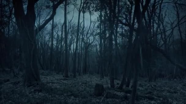 暗い森の中で雨がショットを移動 — ストック動画