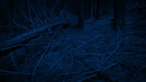 Punto Vista Animal Vagando Por Los Bosques Por Noche — Vídeos de Stock
