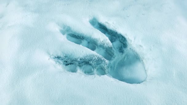 Gran Huella Criatura Nieve — Vídeos de Stock