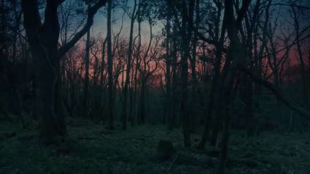 美丽的天空笼罩着黑暗的森林 — 图库视频影像