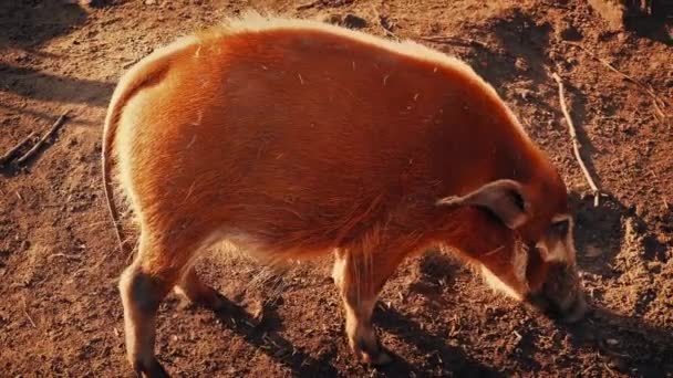 Porco Selvagem Cheira Redor Chão Pôr Sol — Vídeo de Stock