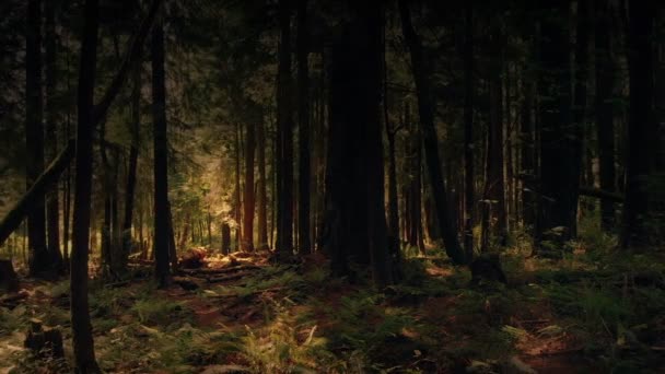 Sideways Bergerak Melalui Dark Summer Forest Fantasy Scene — Stok Video