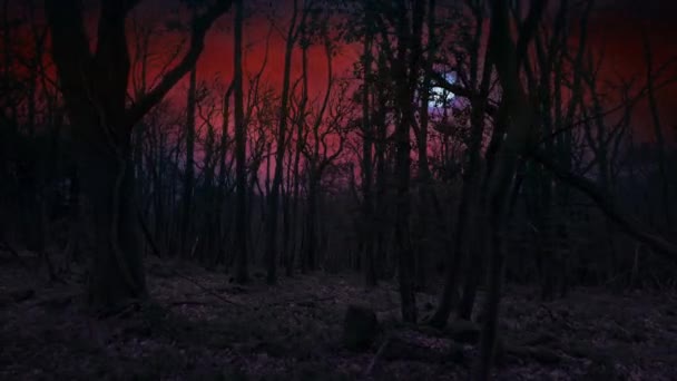 Небо Місяцем Блискавка Над Темними Лісами — стокове відео