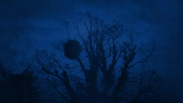 Árvore Velha Tempestade Chuva Noite — Vídeo de Stock