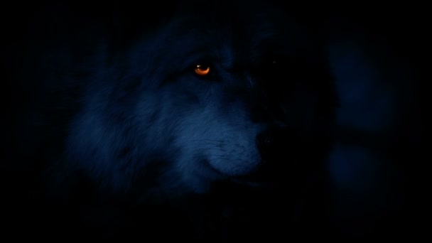 Lobo Cara Oscuridad Con Los Ojos Brillando — Vídeos de Stock