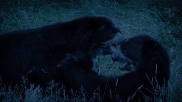 Niedźwiedzie Grać Walki Godzinach Wieczornych — Wideo stockowe