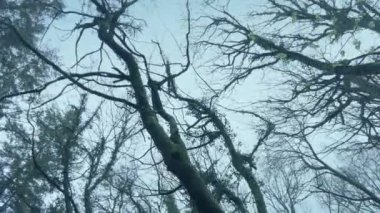 Apocalyptic Ormanının Çekiminden Önce VFX