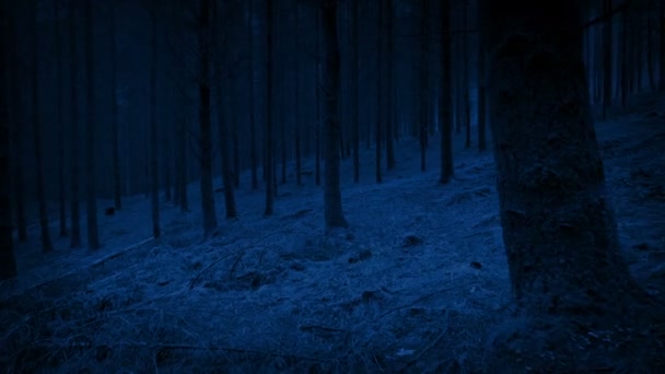 Night Forest Walking Pov Shafts Moonlight — Stock Video