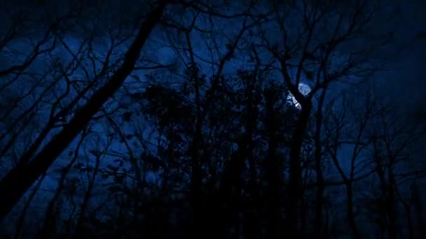 Pov Τρομακτικό Δάσος Φεγγάρι Και Κεραυνούς Χτυπά — Αρχείο Βίντεο