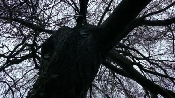 昼から夜への木の変遷 — ストック動画