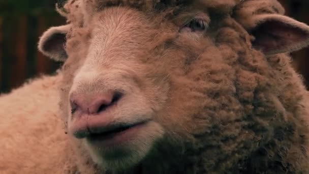 夕方には羊のチューイング草 — ストック動画