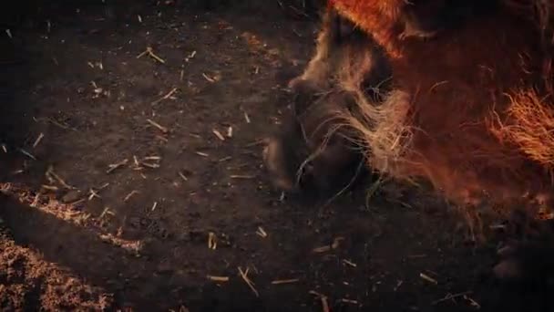 Warzenschwein Schnüffelt Bei Sonnenuntergang — Stockvideo