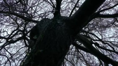 VFX Gökyüzü Orman Yangını Ağacın Arkasında