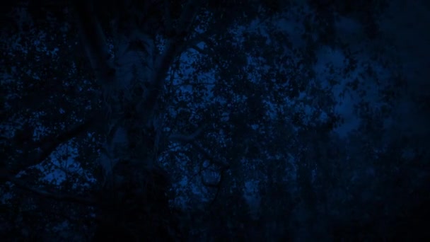Gecenin Bir Yarısı Yıldırımlar Altında Çember Çizen Ağaç — Stok video