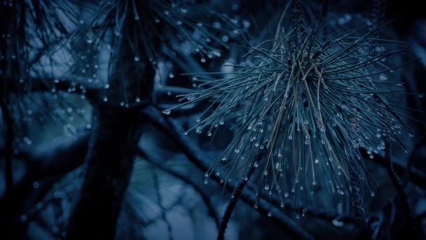 分枝在雨中滴落天晚了 — 图库视频影像