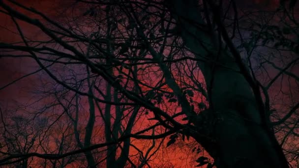 树后的红空 — 图库视频影像