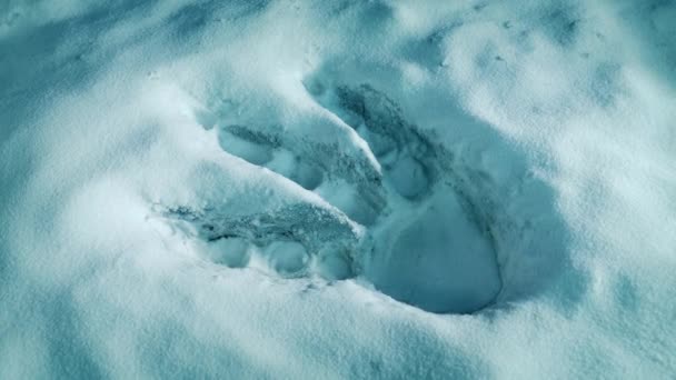 Сцена Ледникового Периода Ногой Динозавра — стоковое видео