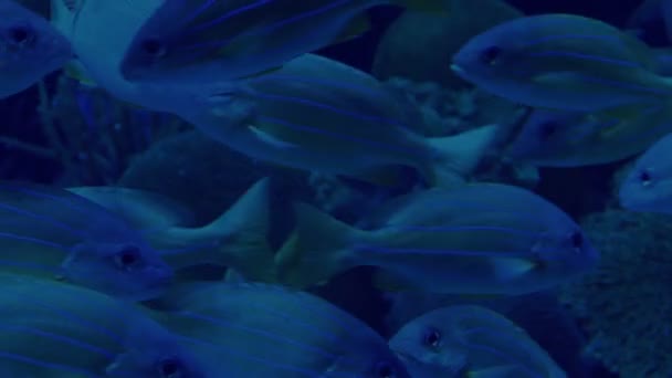 离奇的鱼在夜间在珊瑚礁周围游动 — 图库视频影像