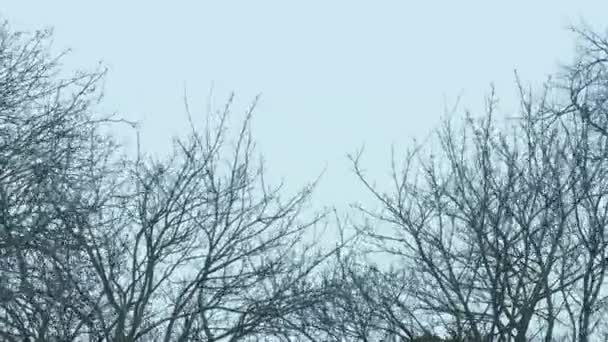Vfx昼間から黙示録的な木へのワイプ — ストック動画