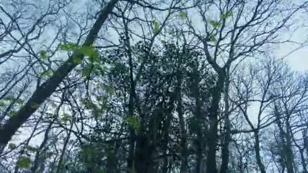ハメ撮りの上にそびえ立つ森の木 — ストック動画