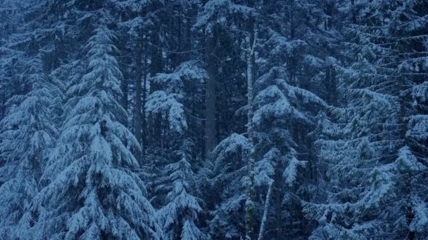 Kış Ormanında Akşam Kar Yağışıweather Forecast — Stok video