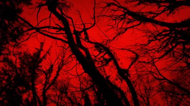 Страшная Прогулка Темными Деревьями Красным Небом — стоковое видео
