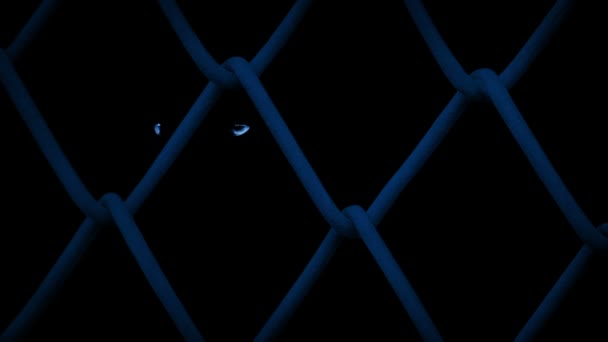 Animal Eyes Glow Moonlight Fence — Stockvideo