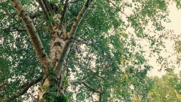 Yaz Gecesinde Ağacın Altında Taşınma — Stok video