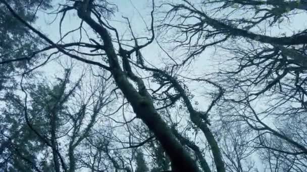 Unter Kahlen Bäumen Winter — Stockvideo