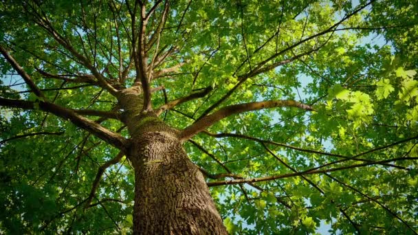 Canopy Árvore Vibrante Acima Sol — Vídeo de Stock