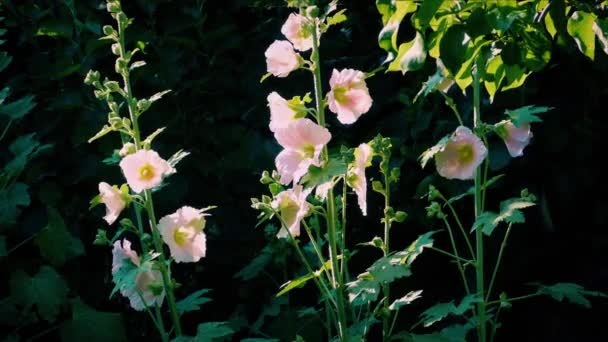 Mooie Roze Bloemen Tuin Hollyhocks Bij Zonsondergang — Stockvideo