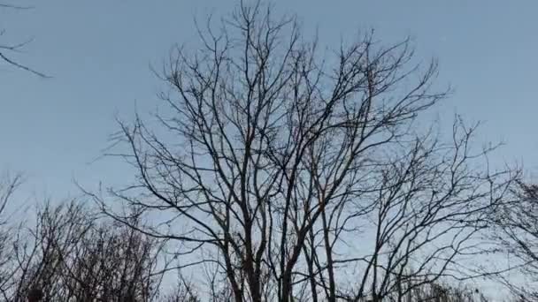 Vfx Transition Tree Fly Paranormal Sky — стоковое видео
