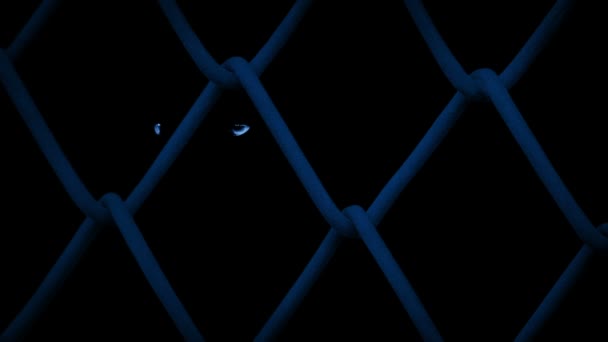 Animal Eyes Glow Moonlight Fence — Stock Video