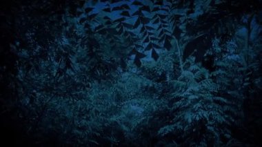 Moving Under Dense Jungle Canopy In The Dark