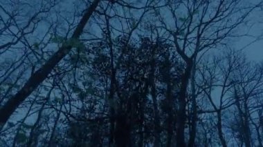Walking Under Tall Trees In The Dark