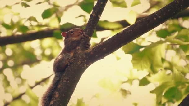 Squirrel Rests Branch Sunset — 비디오