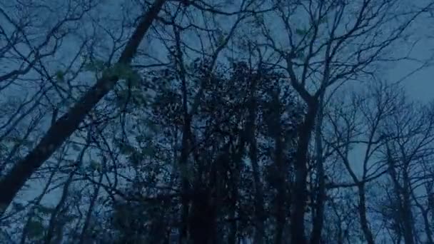 Walking Tall Trees Dark — Video Stock