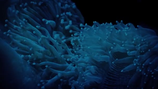 Coral Feelers Reef Dark — Stock video