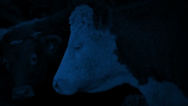 Vaca Mira Hacia Arriba Noche — Vídeo de stock