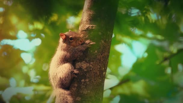 지점에 햇빛에서 따뜻하게 다람쥐 — 비디오