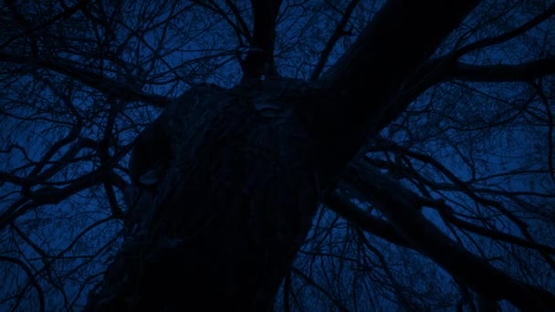 Nachts Unter Einem Gespenstischen Alten Baum — Stockvideo