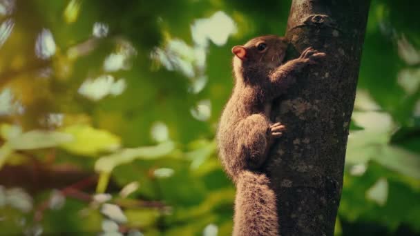 阳光明媚的夜晚 松鼠在树核间穿梭 — 图库视频影像