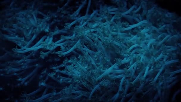 Koralle Meeresbewohner Der Tiefe Des Ozeans — Stockvideo