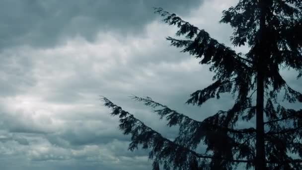 Dark Tree Sway Stormy Day — Video