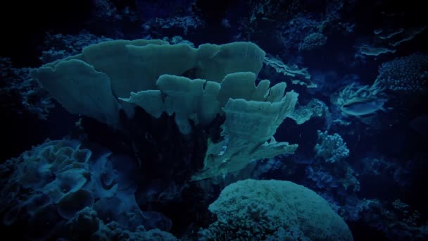 Grandes Corais Com Peixes Tropicais Nadando Redor — Vídeo de Stock