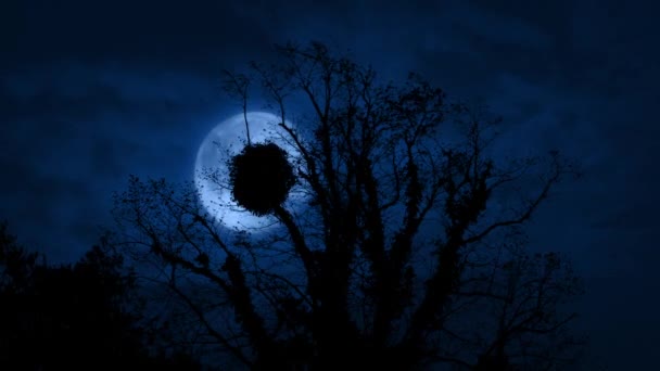 Överväxt Gamla Träd Framför Månen Natten — Stockvideo