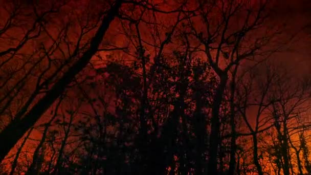 Κόκκινος Ουρανός Φωτιά Πίσω Από Δέντρα Δραματικό Τοπίο — Αρχείο Βίντεο