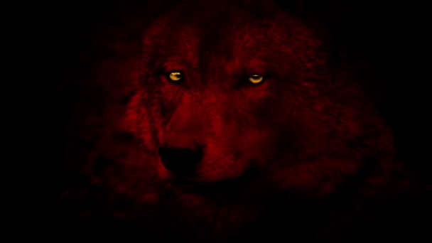 Lobo Vermelho Com Olhos Brilhantes Vista Lateral — Vídeo de Stock