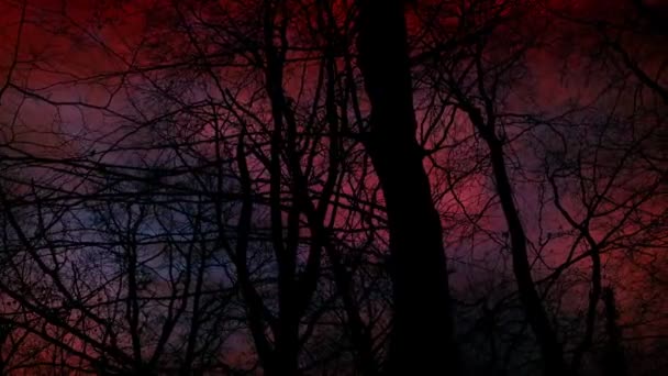 黑暗森林上的启示录天空 — 图库视频影像