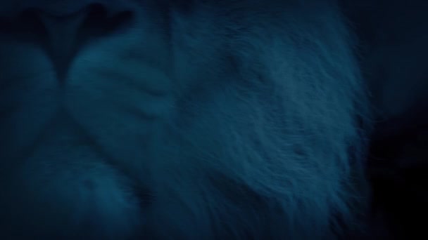 Lví Řev Temné Džungli Closeup — Stock video